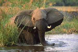 African elephant feeding on papyrus in river, Okavango Delta, Botswana African elephant feeding on papyrus in river, Okavango Delta, Botswana