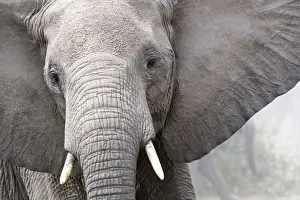 African elephant head portrait (Loxodonta africana) Queen Elizabeth National Park African elephant head portrait (Loxodonta africana) Queen Elizabeth National Park