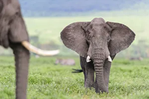 African elephant (Loxodonta africa) male in threat display to rival. Floor of the African elephant (Loxodonta africa) male in threat display to rival. Floor of the