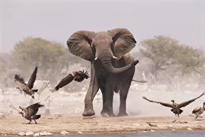 Images Dated 8th May 2003: African elephant {Loxodonta africana} & Whitebacked vultures by waterhole, Etosha NP