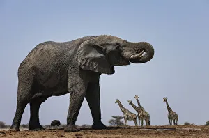 African elephant (Loxodonta africana) with Giraffes (Giraffa camelopardalis) African elephant (Loxodonta africana) with Giraffes (Giraffa camelopardalis)