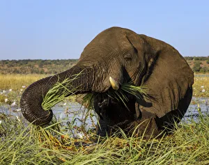 African elephant (Loxodonta africana) feeding on grasses, Chobe River, Chobe National Park African elephant (Loxodonta africana) feeding on grasses, Chobe River, Chobe National Park