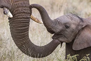 African elephant (Loxodonta africana) calf and adult trunk, Zimanga game reserve African elephant (Loxodonta africana) calf and adult trunk, Zimanga game reserve