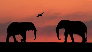 African elephant (Loxodonta africana) two silhouetted at sunset with goose flying overhead African elephant (Loxodonta africana) two silhouetted at sunset with goose flying overhead