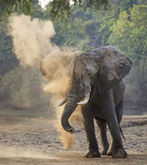 African elephant (Loxodonta africana) dust bathing, Mana Pools National Park, Zimbabwe African elephant (Loxodonta africana) dust bathing, Mana Pools National Park, Zimbabwe