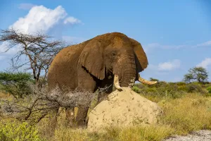 African Elephant (Loxodonta africana), Samburu, Kenya