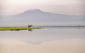 Dreamlike Gallery: African elephant (Loxodonta africana) with Mount Kilimajaro in the background