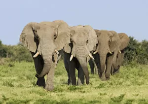 Images Dated 22nd January 2007: African elephant {Loxodonta africana} bulls walking in line, Etosha national park