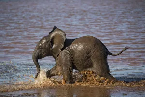 African elephant (Loxodonta africana) calf in water, Zimanga game reserve, KwaZulu-Natal African elephant (Loxodonta africana) calf in water, Zimanga game reserve, KwaZulu-Natal