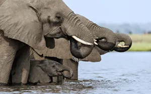 African elephant (Loxodonta africana) drinking, Etosha National Park, Namibia, March African elephant (Loxodonta africana) drinking, Etosha National Park, Namibia, March