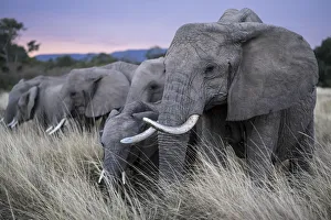 African elephant (Loxodonta africana) herd eating, Masai-Mara Game Reserve, Kenya African elephant (Loxodonta africana) herd eating, Masai-Mara Game Reserve, Kenya
