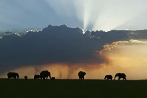 Astonishing Gallery: African elephant (Loxodonta africana) herd at sunset, Masai-Mara Game Reserve, Kenya. January