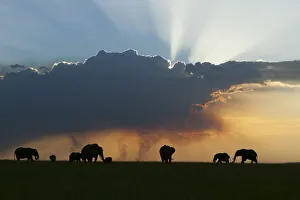African elephant (Loxodonta africana) herd at sunset, Masai-Mara Game Reserve, Kenya African elephant (Loxodonta africana) herd at sunset, Masai-Mara Game Reserve, Kenya