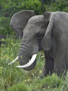 African elephant (Loxondota africana) in a marsh, flapping its ears, Masai Mara, Kenya African elephant (Loxondota africana) in a marsh, flapping its ears, Masai Mara, Kenya