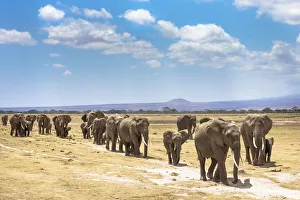 African elephants (Loxodonta africana) large family group on migration African elephants (Loxodonta africana) large family group on migration