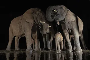 African elephants (Loxodonta africana) at water at night, Zimanga game reserve African elephants (Loxodonta africana) at water at night, Zimanga game reserve