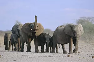 Images Dated 21st April 2004: African elephants walking in line {Loxodonta africana} Etosha NP, Namibia