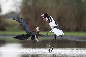 African fish eagle (Haliaeetus vocifer) attacking a female Saddle-billed Stork African fish eagle (Haliaeetus vocifer) attacking a female Saddle-billed Stork