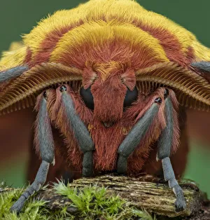 African golden emperor moth (Gonimbrasia krucki), close up of male head , Kenya African golden emperor moth (Gonimbrasia krucki), close up of male head , Kenya