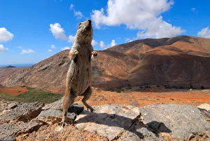 African ground squirrel (Xerus sp.) looking inquisitive with arid mountain landscape African ground squirrel (Xerus sp.) looking inquisitive with arid mountain landscape