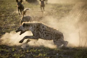 African hunting dogs (Lycaon pictus) pack mobbing a Spotted hyena (Crocuta crocuta) African hunting dogs (Lycaon pictus) pack mobbing a Spotted hyena (Crocuta crocuta)