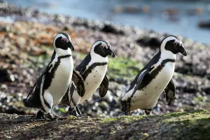 African jackass penguins (Spheniscus demersus) three heading to sea in the early morning African jackass penguins (Spheniscus demersus) three heading to sea in the early morning