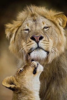 Images Dated 16th July 2009: African Lion (Panthera leo) cub reaches for a moment of intimacy with its father