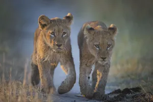 Two African lion (Panthera leo) cubs walking on a path. Okavango Delta, Botswana Two African lion (Panthera leo) cubs walking on a path. Okavango Delta, Botswana