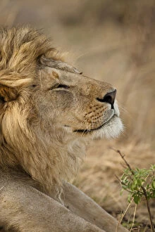 Images Dated 25th October 2009: African Lion (Panthera leo) head portrait of male, in the grasses of Lower Mara in