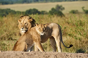 Images Dated 3rd October 2019: African lion (Panthera leo) and lioness after mating, Masai Mara National Reserve, Kenya