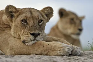 African lion (Panthera leo) lioness resting, portrait, Okavango Delta, Botswana, January African lion (Panthera leo) lioness resting, portrait, Okavango Delta, Botswana, January