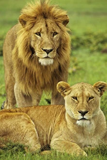 Images Dated 22nd March 2010: African lion (Panthera leo) pair, Masai Mara National Reserve, Kenya, January