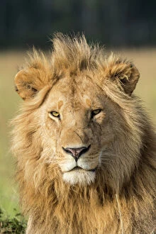 Panthera Gallery: African lion (Panthera leo) portrait, Masai Mara Game Reserve, Kenya