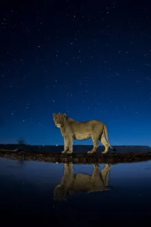 African lion (Panthera leo) at waterhole at night, Mkuze, South Africa Third place African lion (Panthera leo) at waterhole at night, Mkuze, South Africa Third place