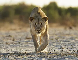 Images Dated 3rd November 2011: African lion (Panthera leo) young male stalking towards camera, Etosha National Park