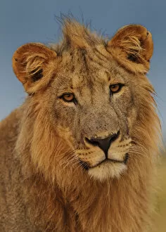 Images Dated 17th April 2012: African Lion (Panthera leo) young male at sunrise, Etosha National Park, Namibia