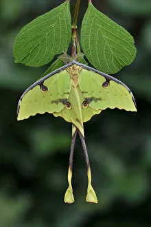 African moon moth (Argema mimosae) Western Serengeti, Tanzania Africa African moon moth (Argema mimosae) Western Serengeti, Tanzania Africa