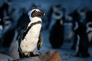 African penguin (Spheniscus demersus) standing on rock at dusk, with clustered penguins African penguin (Spheniscus demersus) standing on rock at dusk, with clustered penguins