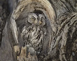 African scops owl (Otus senegalensis) resting in tree hole, Etosha National Park, Namibia African scops owl (Otus senegalensis) resting in tree hole, Etosha National Park, Namibia