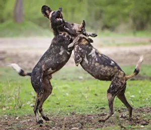 African wild dog (Lycaon pictus), male and female play fighting African wild dog (Lycaon pictus), male and female play fighting