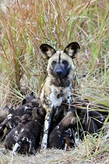Okavango Delta Gallery: African wild dog (Lycaon pictus) alpha female suckling her 12 pups, aged 4 weeks, Okavango Delta
