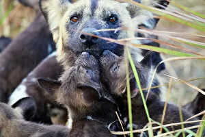 Okavango Delta Gallery: African wild dog (Lycaon pictus) alpha female, interacting with two of her pups, aged 4 weeks