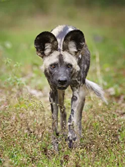 African wild dog (Lycaon pictus) portrait, Mana Pools National Park, Zimbabwe African wild dog (Lycaon pictus) portrait, Mana Pools National Park, Zimbabwe