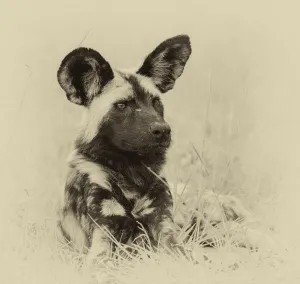 African wild dog (Lycaon pictus) portrait African wild dog (Lycaon pictus) portrait