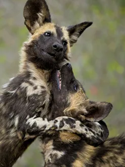 African wild dogs (Lycaon pictus) play fighting, Mkuze, South Africa African wild dogs (Lycaon pictus) play fighting, Mkuze, South Africa