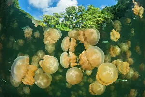 Phenomenon Gallery: Aggregation of Golden jellyfish (Mastigias sp