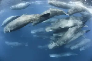 Aggregation of Sperm whales (Physeter macrocephalus) engaged in social activity Aggregation of Sperm whales (Physeter macrocephalus) engaged in social activity