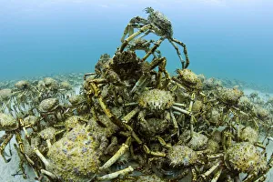 Aggregation of thousands of moulting Spider crabs (Leptomithrax gaimardii) Aggregation of thousands of moulting Spider crabs (Leptomithrax gaimardii)
