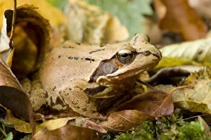 Agile frog (Rana dalmatina) amongst dead leaves, Plitvice Lakes National Park, Croatia Agile frog (Rana dalmatina) amongst dead leaves, Plitvice Lakes National Park, Croatia