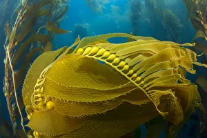 Air bladders lifting strands of giant kelp (Macrocystis pyrifera) towards the surface Air bladders lifting strands of giant kelp (Macrocystis pyrifera) towards the surface